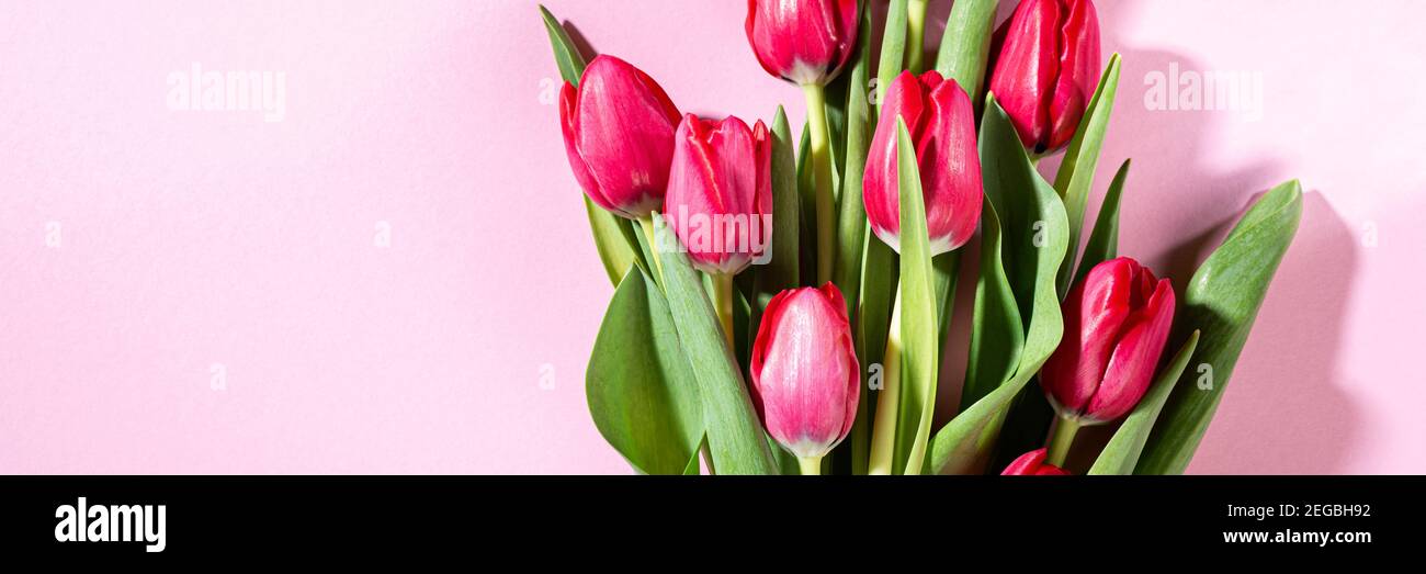 Pink tulips over pink background Stock Photo