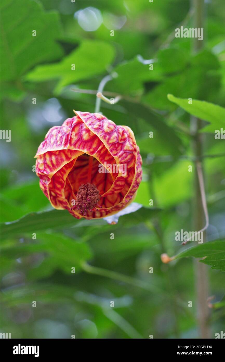Abutilon pictum - red vein Chinese lantern. Stock Photo