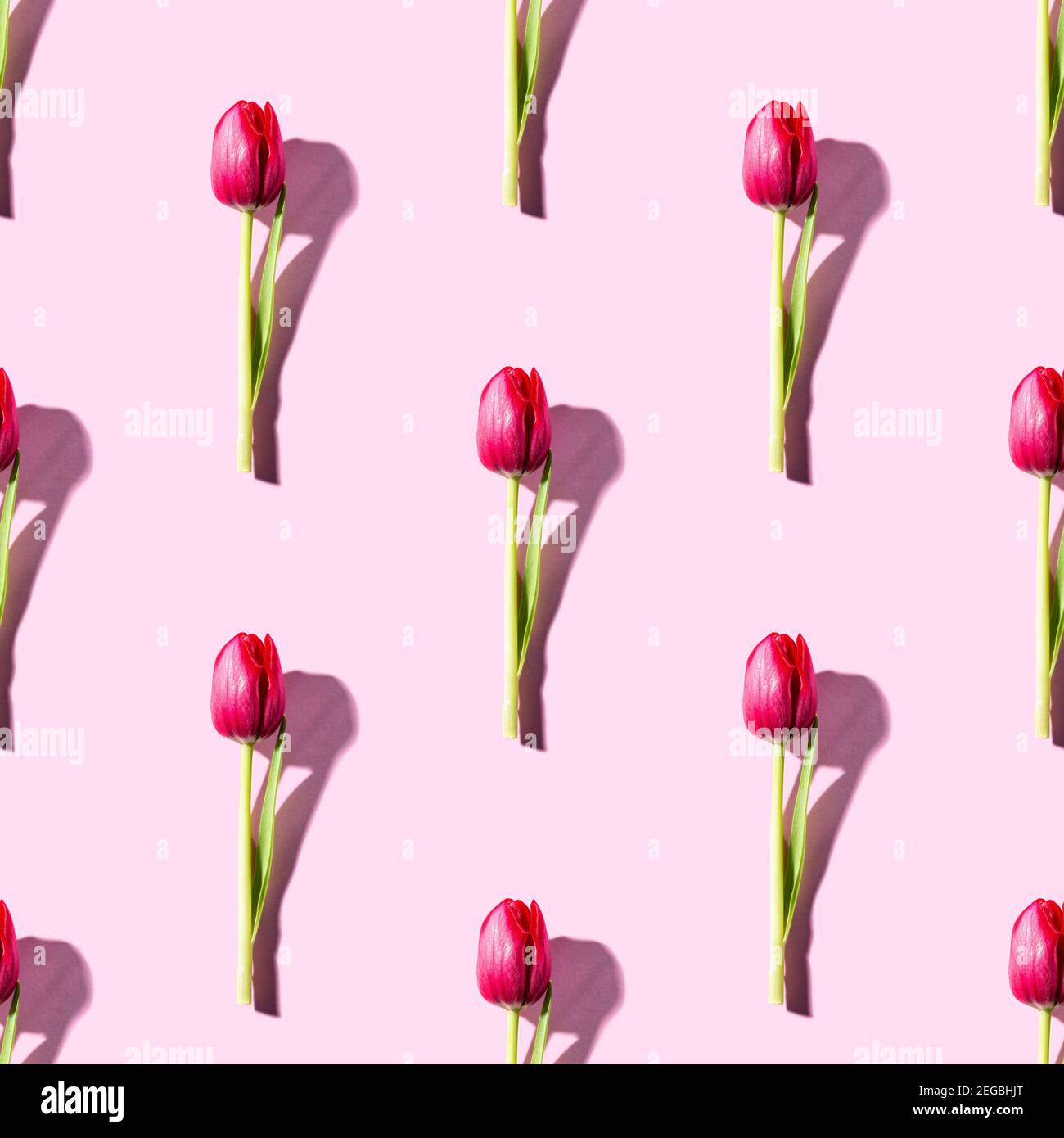 Pink tulips over pink background Stock Photo