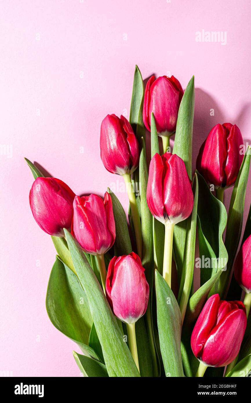 Pink tulips over pink background Stock Photo