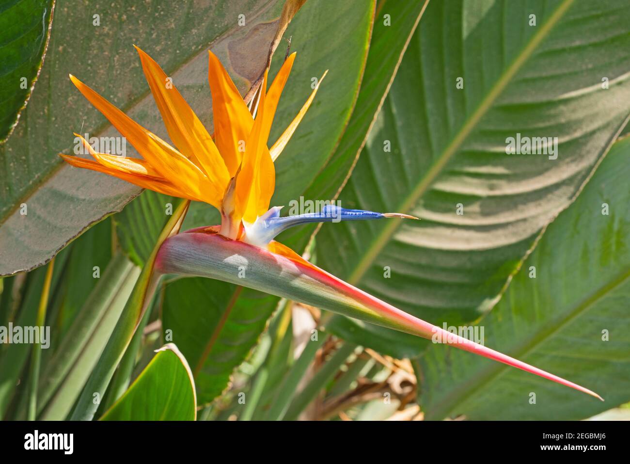 Blue Bird Of Paradise Flower