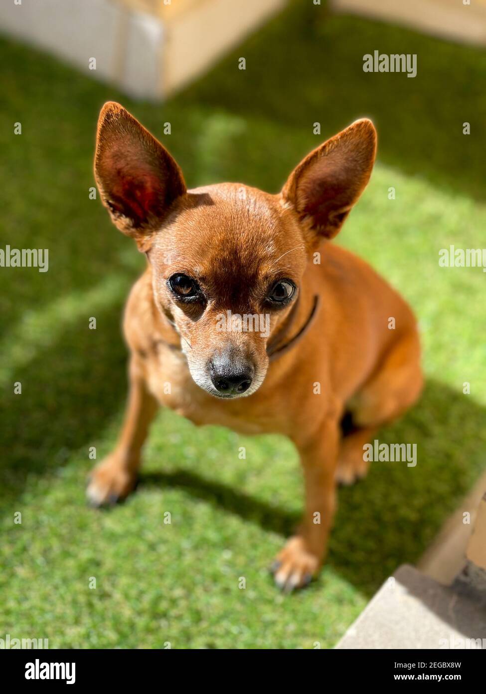 The Deer Head Chihuahua is a big dos in a very small body. High quality photography. Stock Photo