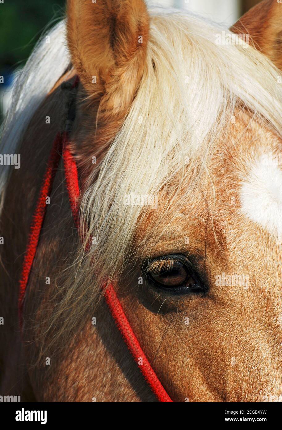 detail of  horse with blond mane Stock Photo