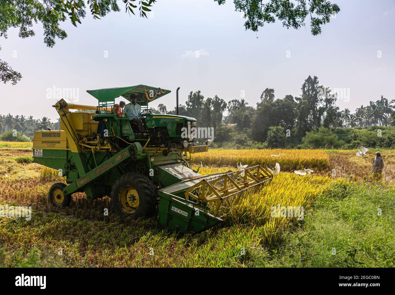 Hunumanahalli, Karnataka, India - November 9, 2013: Closeup of John Deere pick thresher harvesting rice in yellow field and reaching end of line under Stock Photo