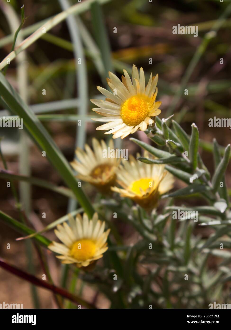 Small cream colored helichrysum flowers, known commonly as sewejaartjies or everlastings, in the Drakensberg Mountains of South Africa Stock Photo