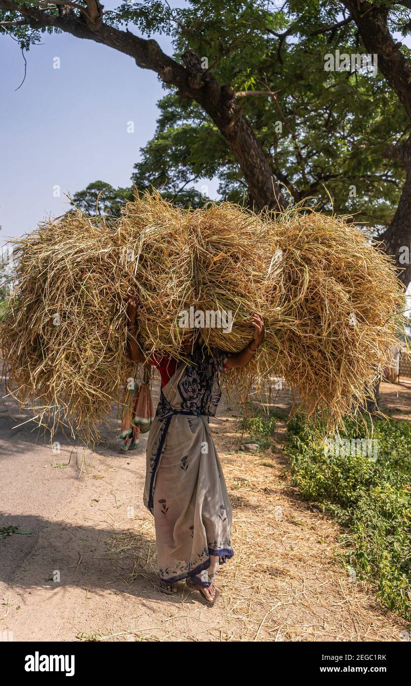 India rice straw hi-res stock photography and images - Alamy