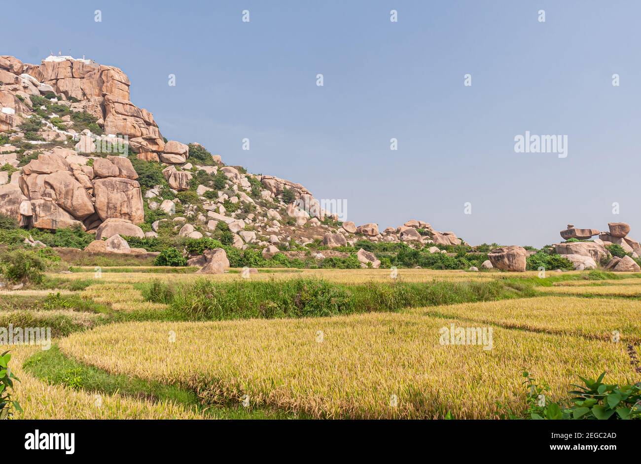Hunumanahalli, Karnataka, India - November 9, 2013: Rice felds ...