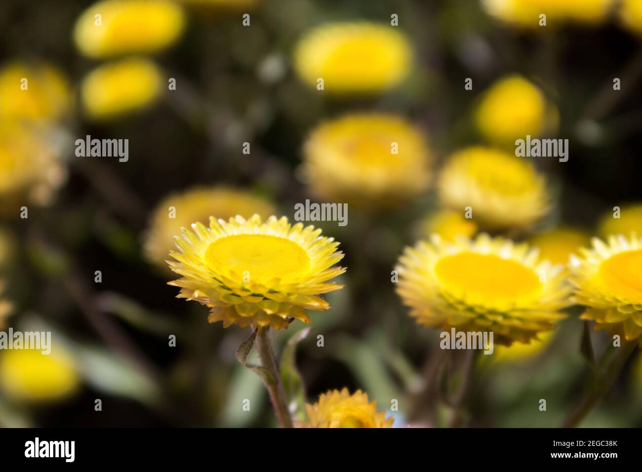 Close-up of the delicate flowers of the yellow everlasting, Helichrysum cooperi, photographed in the Drakensberg Mountains of South Africa Stock Photo