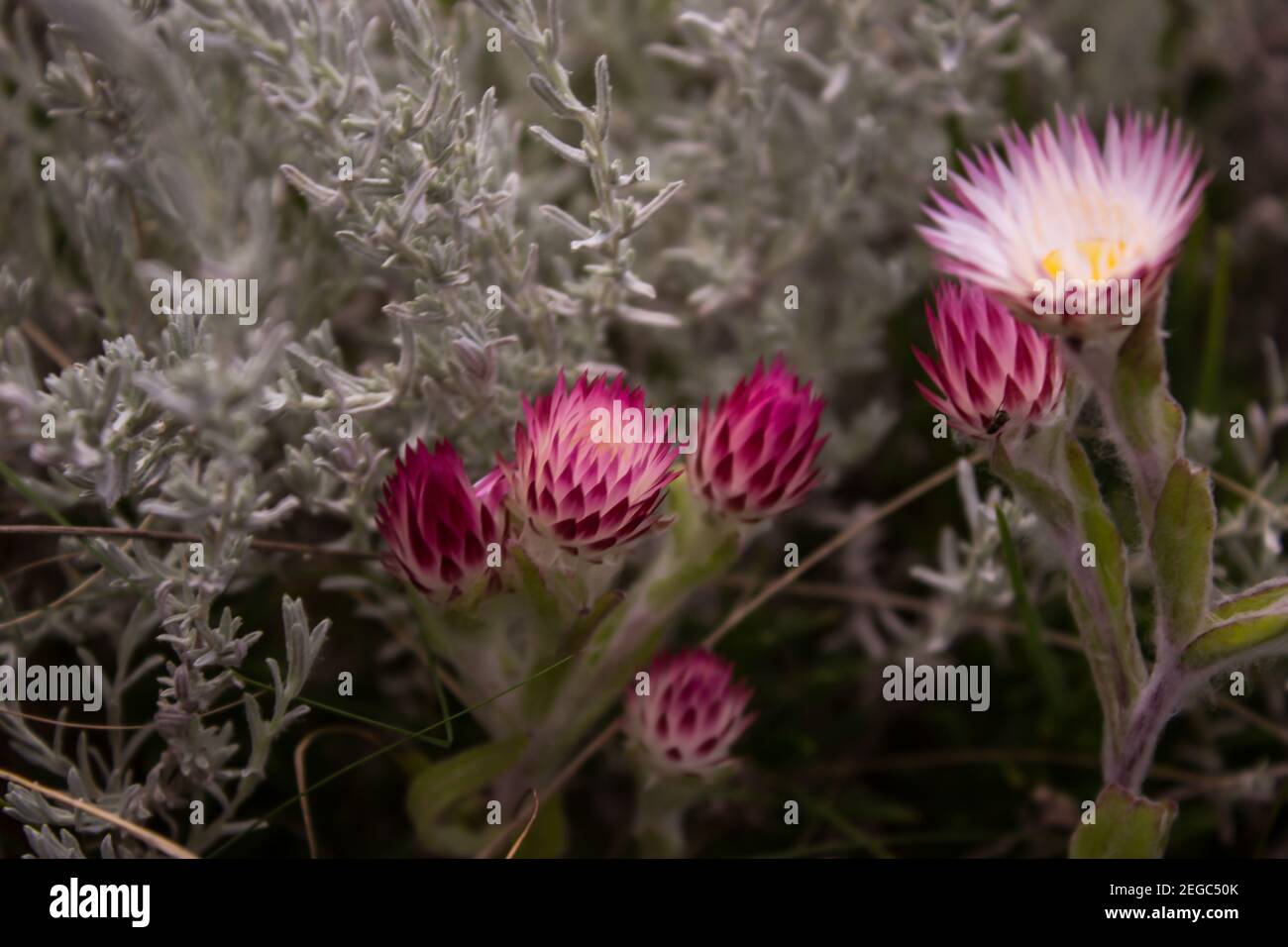 Buds of the pink everlasting, Helichrysum Adenocarpum, with blue-grey vegetation in the background, in the Drakensberg Mountains of South Africa Stock Photo