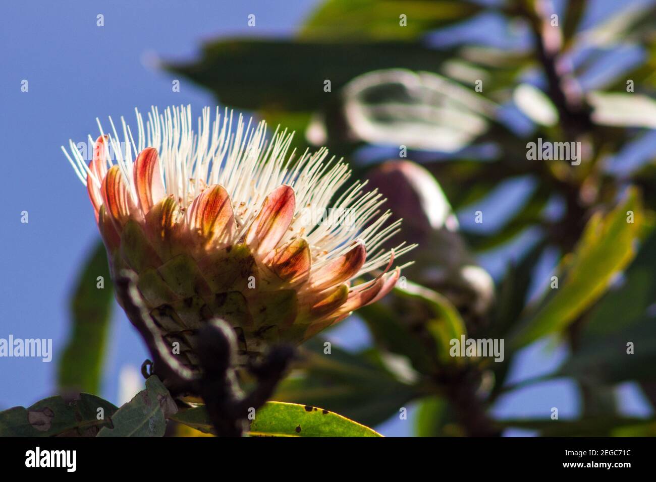 A backlit white flower of the Common Protea, Protea caffra, on a clear summer day in the central Drakensberg Mountains South Africa Stock Photo