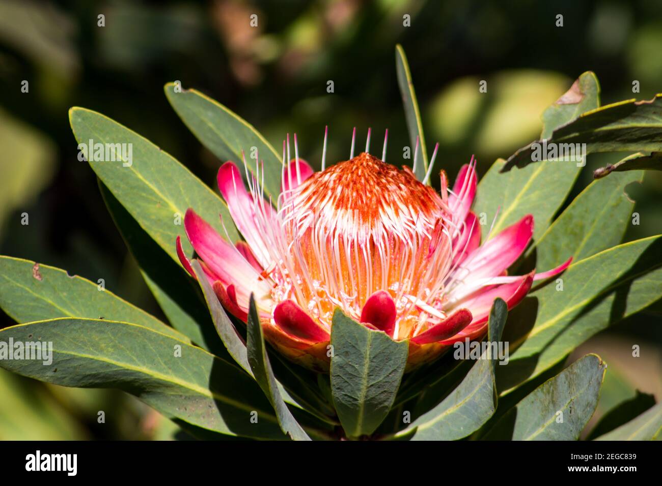 The Large Pink Flower of the Common Protea, Protea caffra, open and in full sunlight, in the central Drakensberg mountains, South Africa Stock Photo
