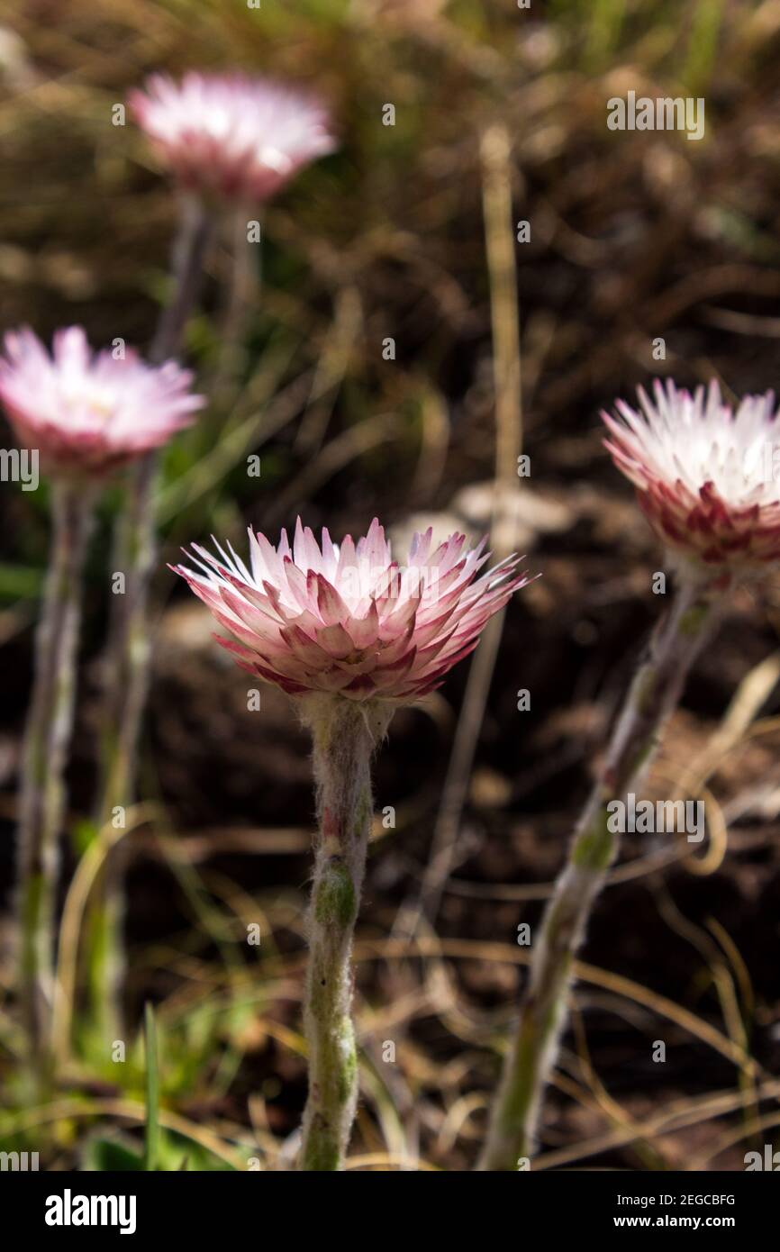 Side view of the delicate flowers of the Pink Everlasting, Helichrysum Adenocarpum, growing in the Afromontane Grasslands of the Central Drakensberg Stock Photo