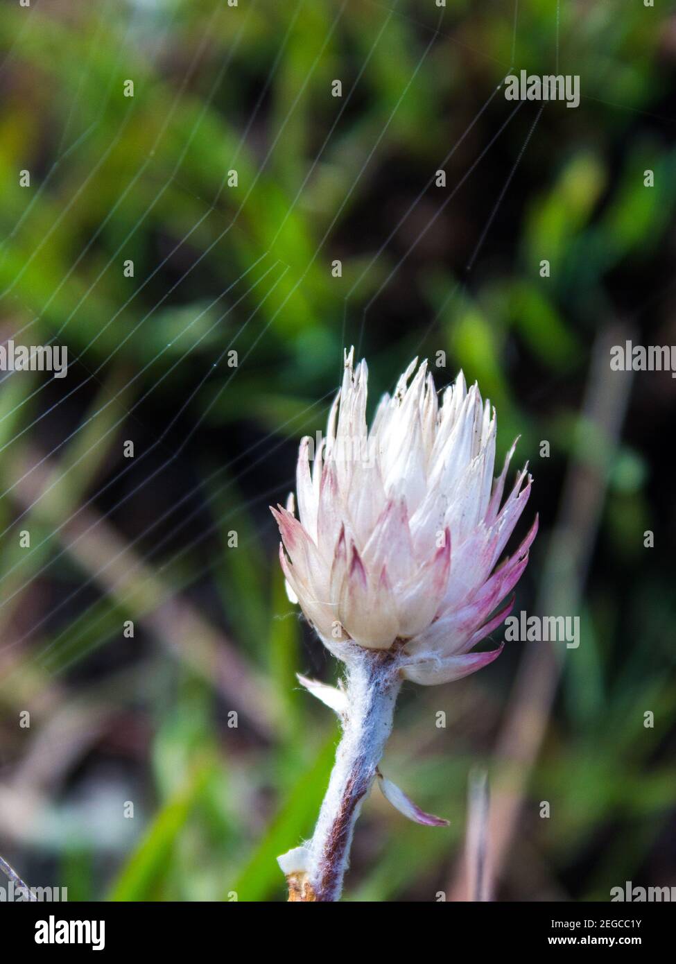 A white helichrysum flower with a green out of focus background in the Drakensberg Mountains of South Africa Stock Photo