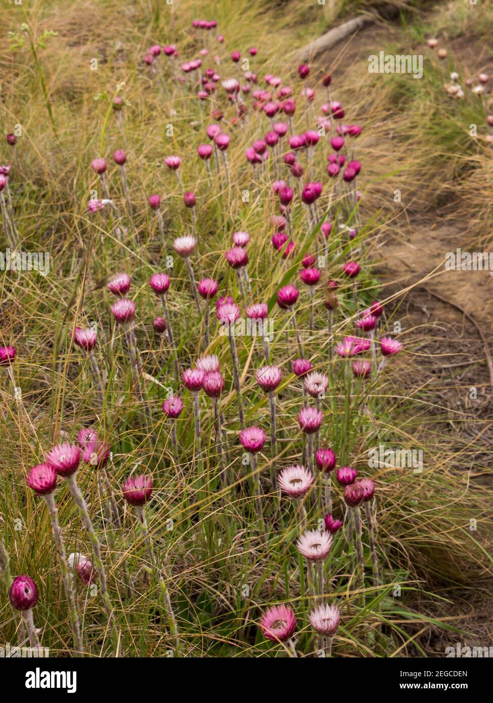 A mass of pink everlastings, Helichrysum Adenocarpum, in full bloom in the grassland next to a small hiking trail in the Central Drakensberg Mountains Stock Photo