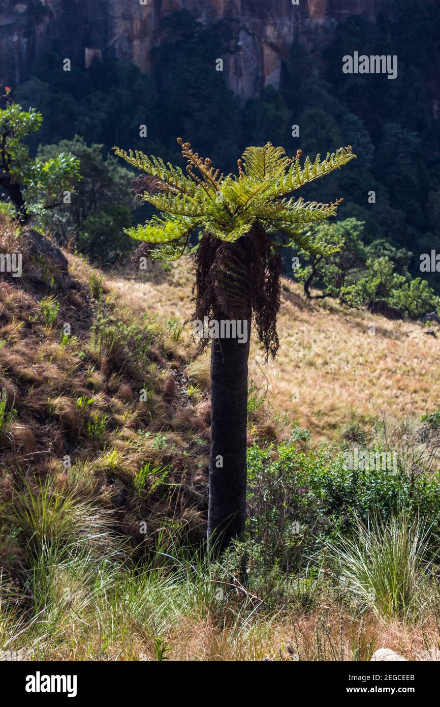 A common Tree fern, Cyathea dregei, on the grass covered slopes of the Central Drakensberg Mountains, South Africa, with a shadowed gorge in the backg Stock Photo