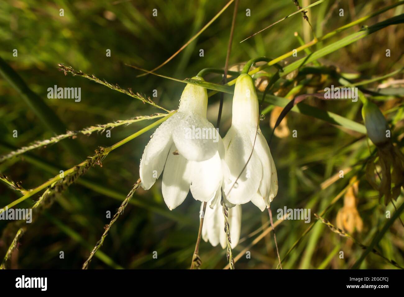 The white, dew covered, flowers of the summer hyacinth, Goltonia Candicans, photographed in the Late afternoon in the Afromontane Grasslands of the Dr Stock Photo