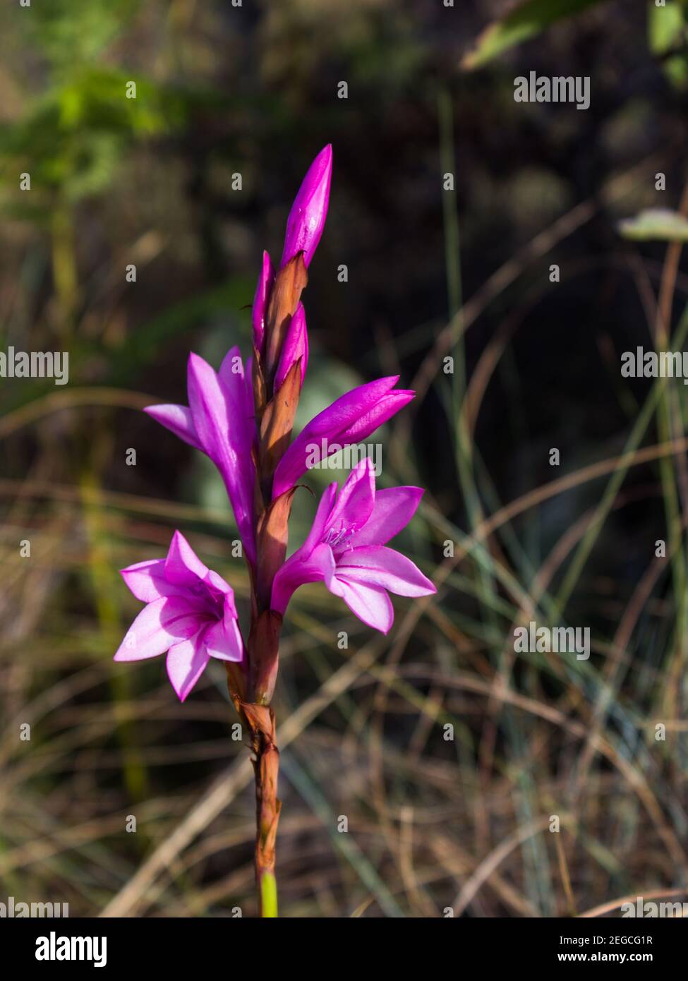 The purple Florescence of the Drakensberg Watsonia, Watsonia Lepida, in the Afromontane Grasslands of the Central Drakensberg Mountains, South Africa. Stock Photo