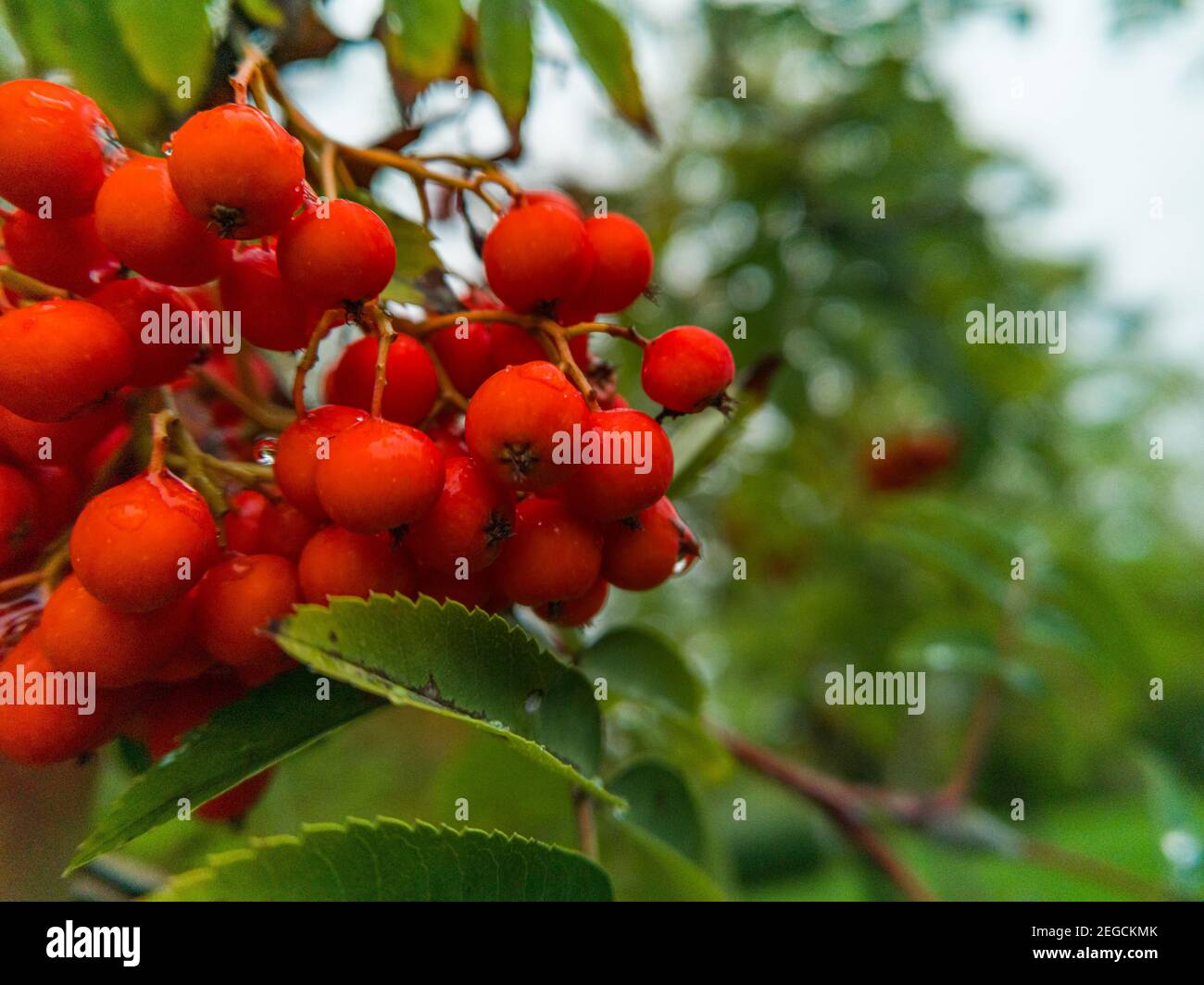 Branch of tree with a lot of red mountain ash Stock Photo