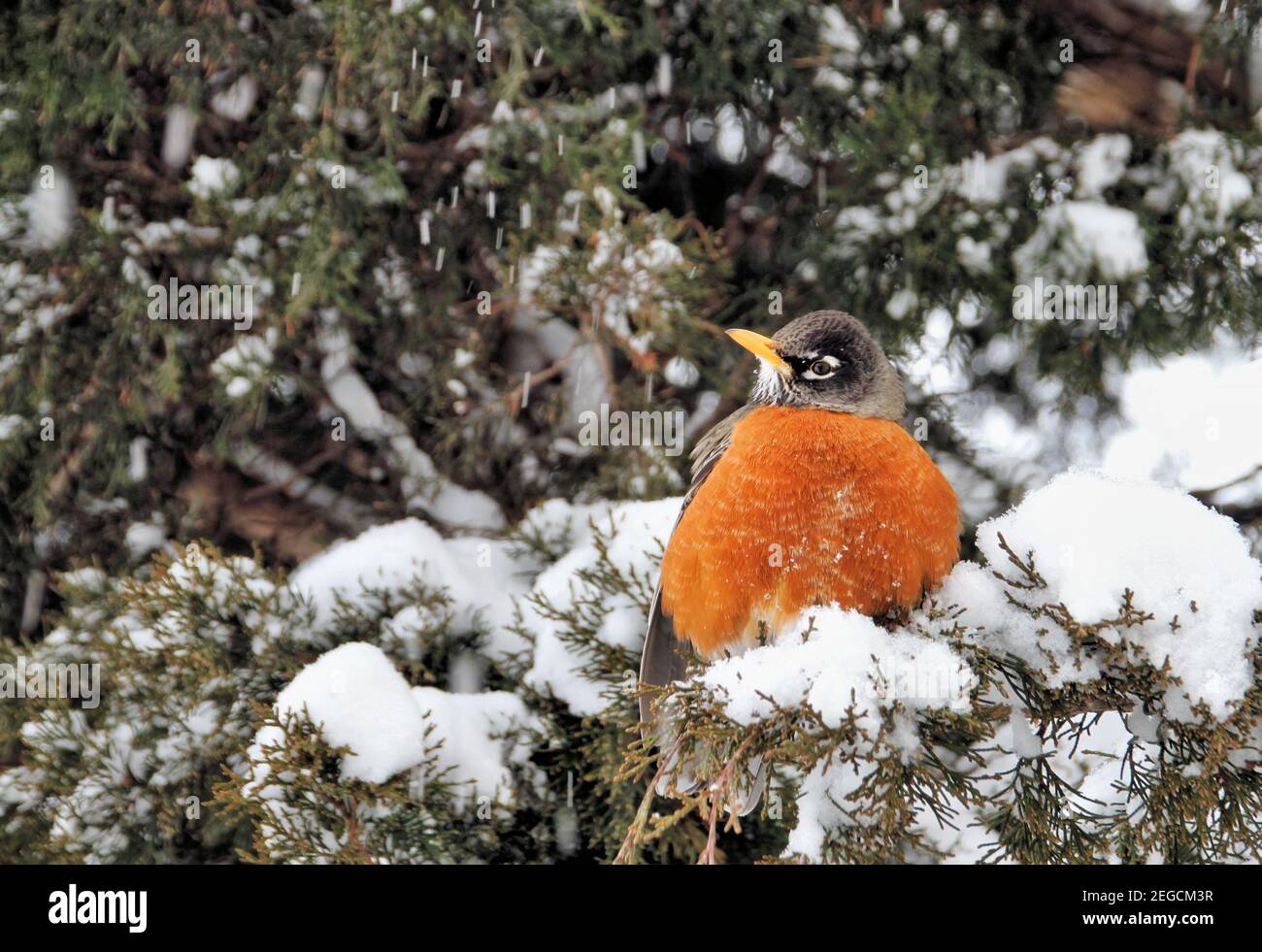 An American Robin sits on the snow-covered branch of an evergreen Juniper tree during a brutally cold winter storm in Oklahoma. Stock Photo