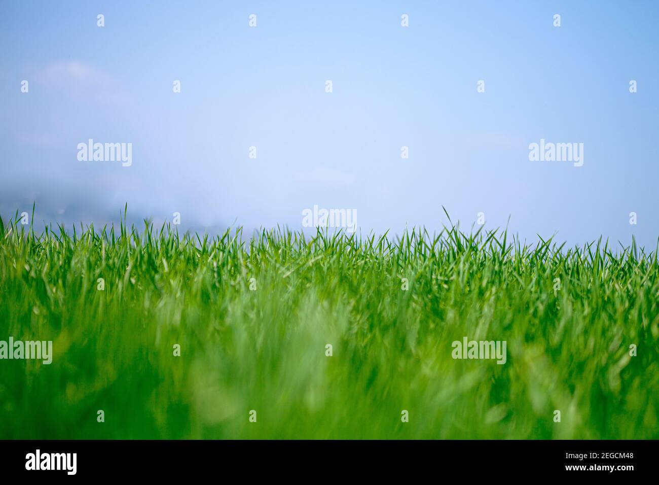 Field of green fresh grass and blue sky background Stock Photo - Alamy