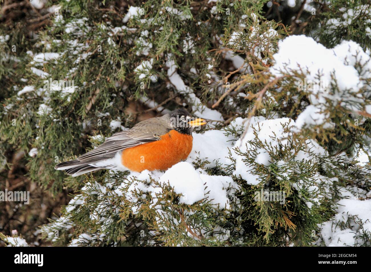 An American Robin sits on a snow covered Juniper tree branch with a berry in his beak during a cold Oklahoma winter storm. Stock Photo