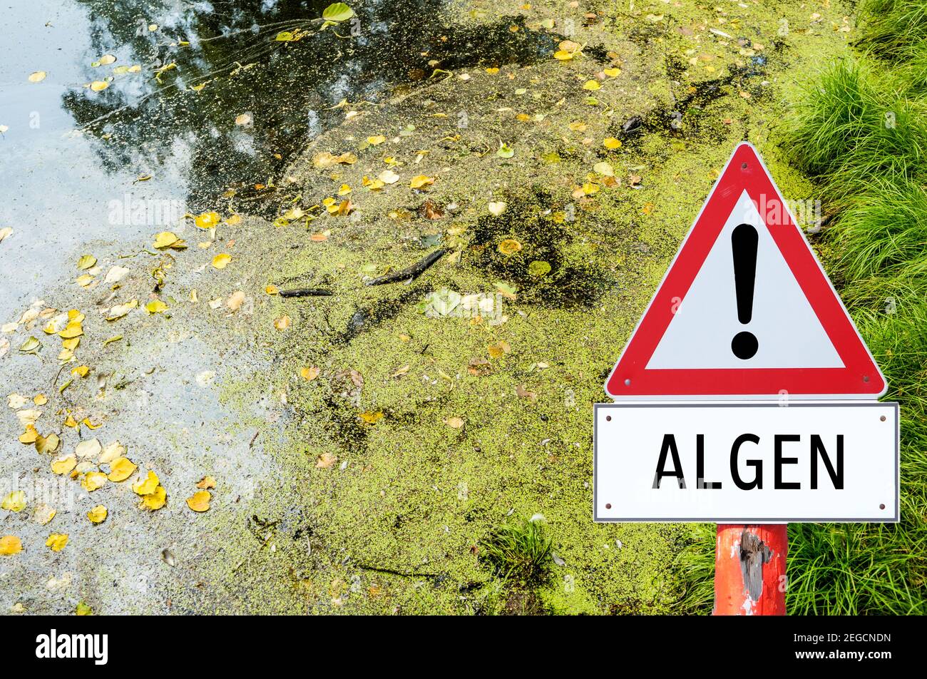 Warning sign algae forbidden to bathe in the lake in German Stock Photo