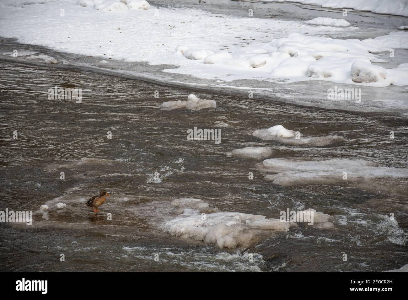 Frozen river in winter, snow and ice melting, flowing stream, nature ...