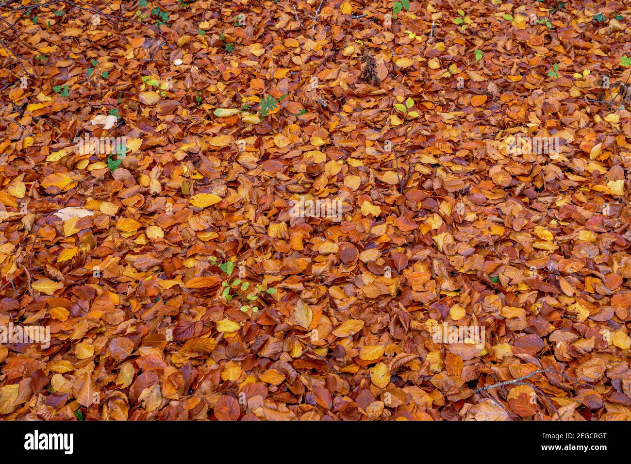Colored beech leaves in autumn, Bavaria, Germany, Europe Stock Photo