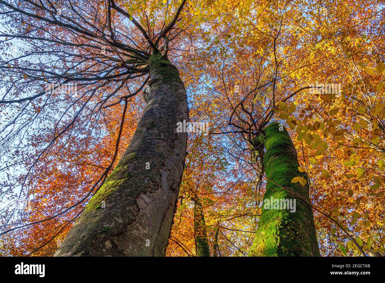 Beech forest in autumn, Bavaria, Germany, Europe Stock Photo