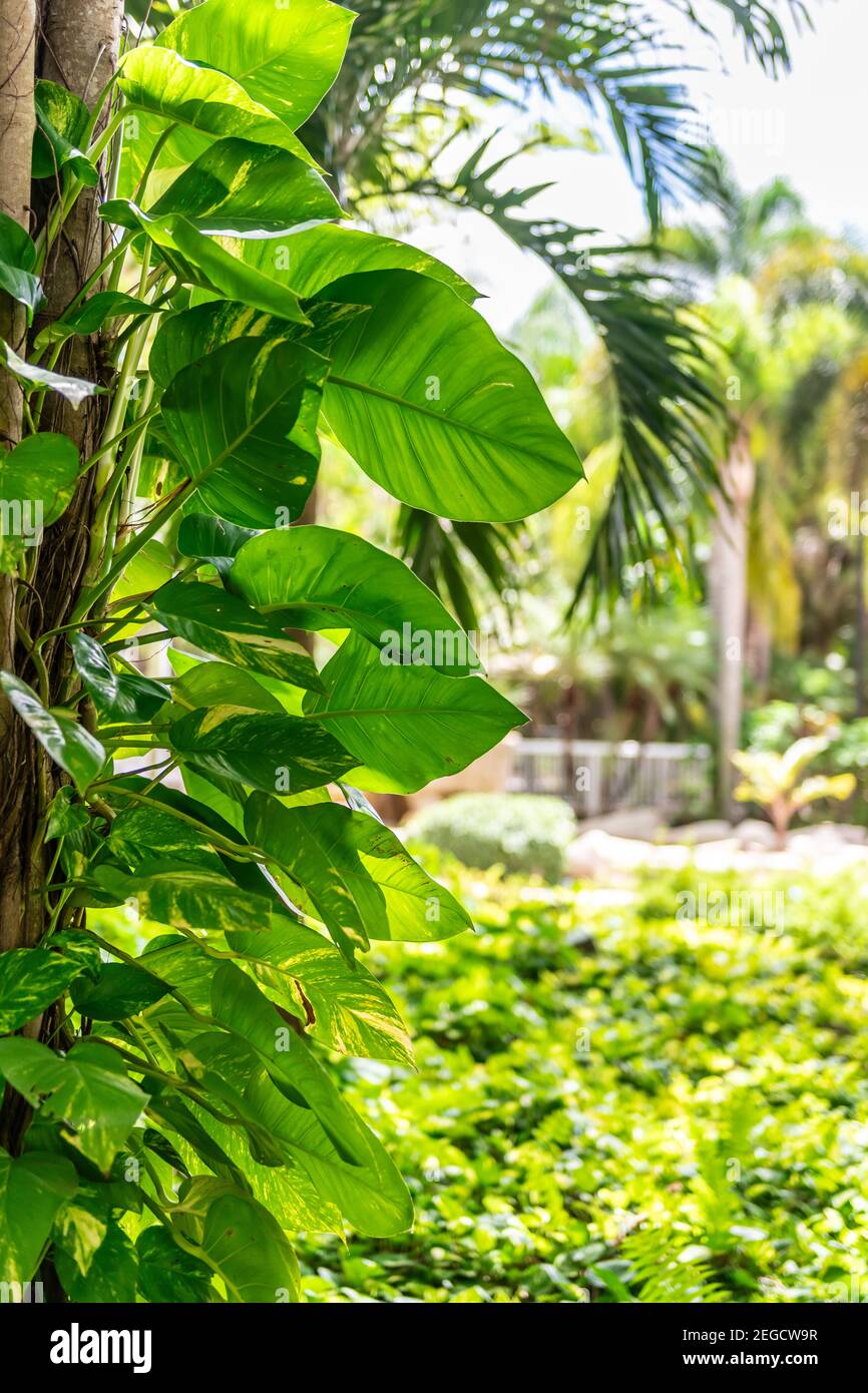 Garden vibrant plants in tropical climate Stock Photo Alamy