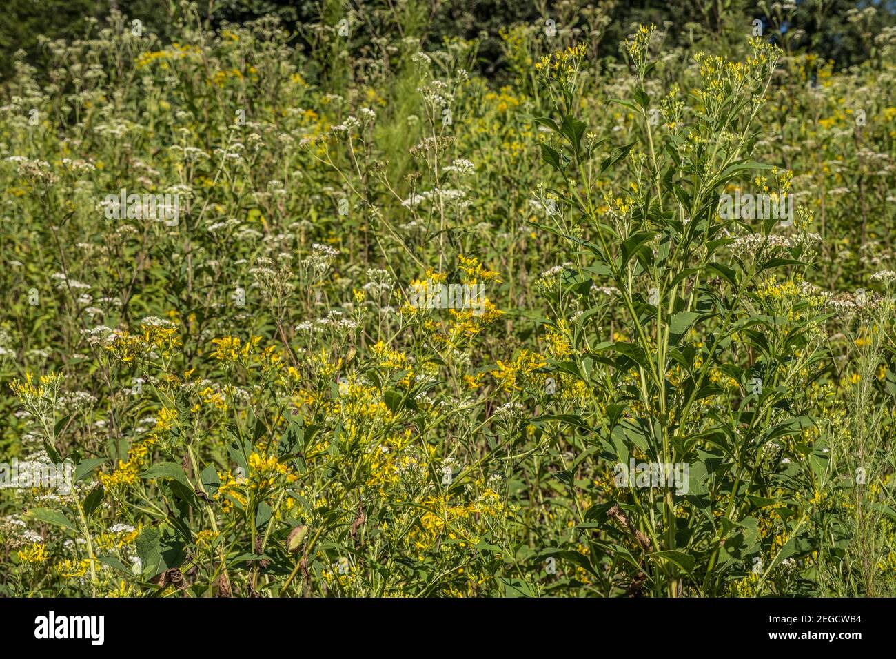 Closeup of white and yellow tall weeds mixed together in a field on a bright sunny day in summertime backgrounds Stock Photo