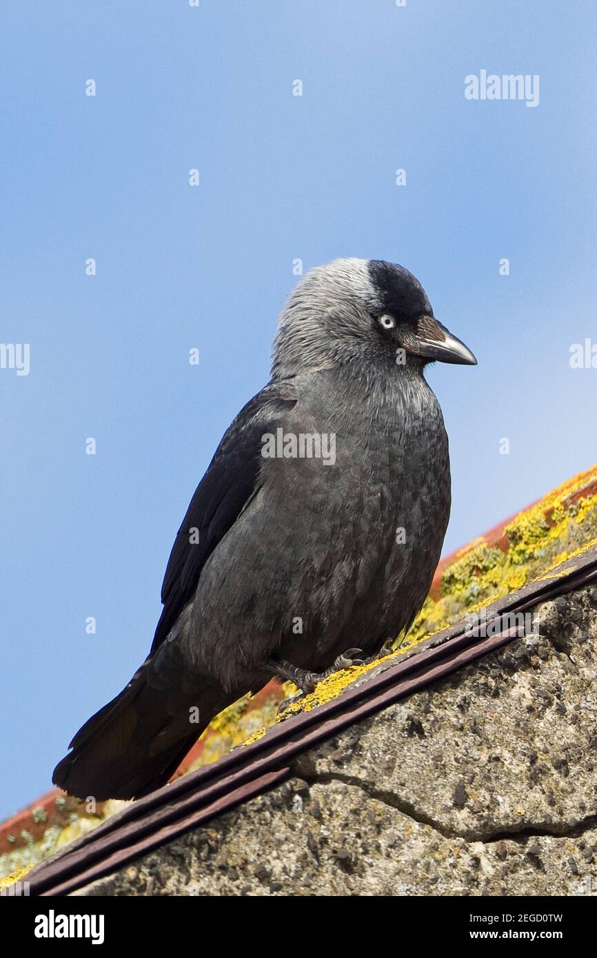 Jackdaw (Corvus monedula) Stock Photo