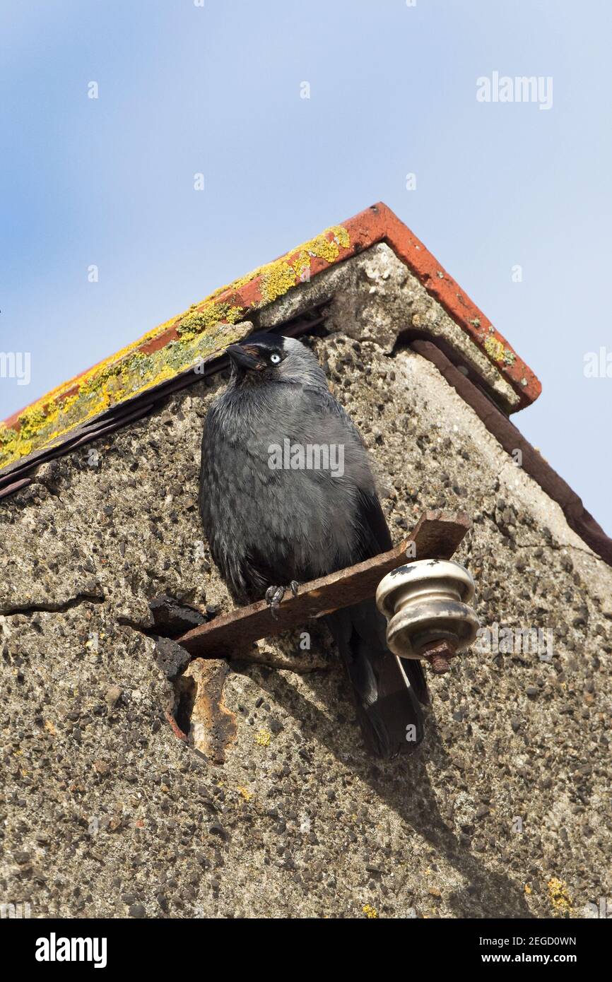 Jackdaw (Corvus monedula) Stock Photo