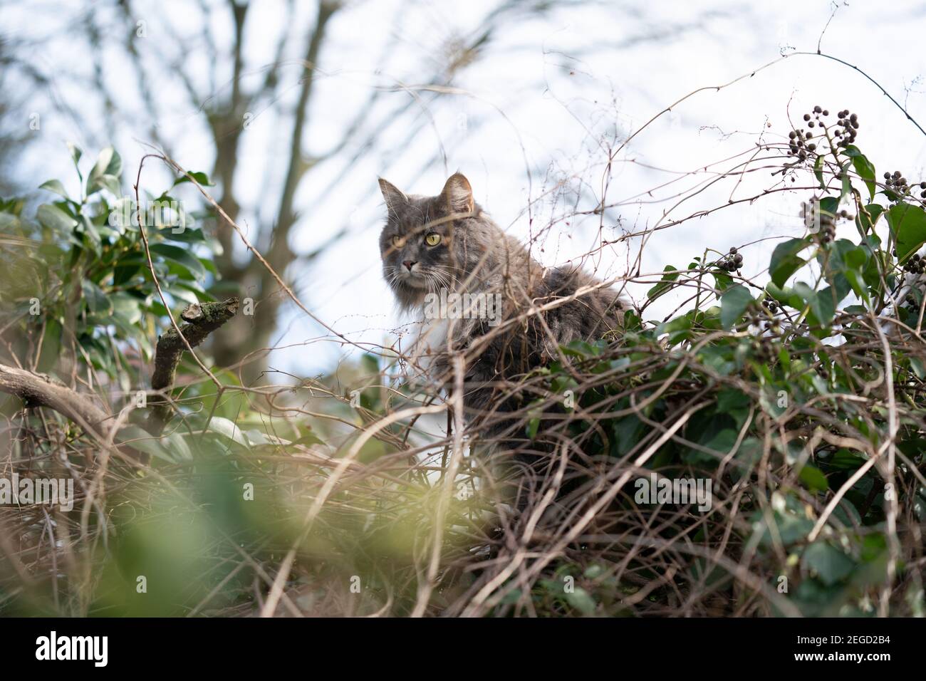 maine coon cat climbing through lush foliage outdoors in nature Stock