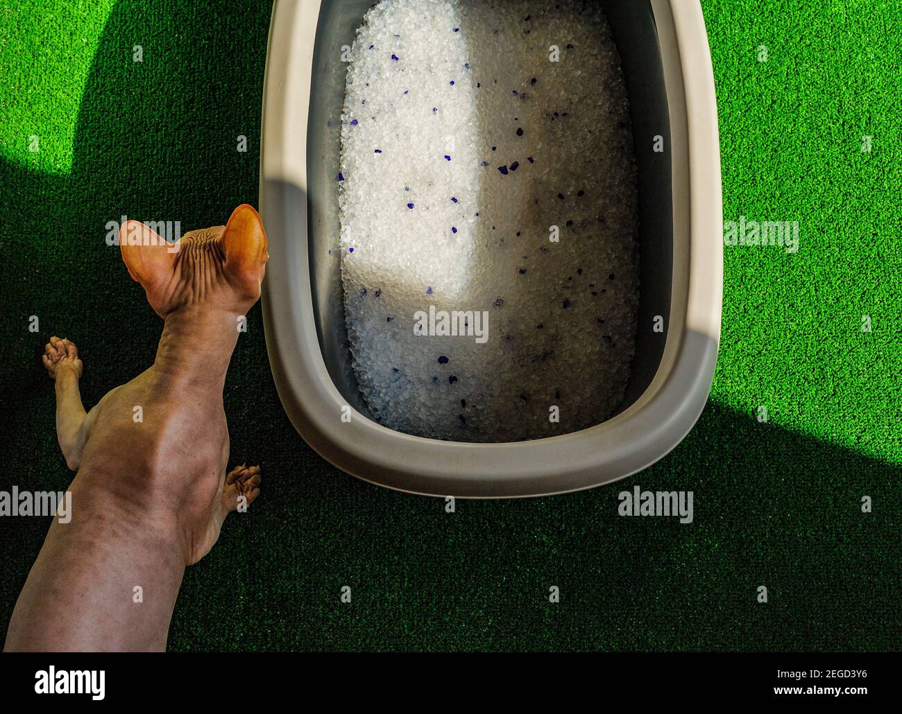 Grey litter box with sand on bathroom floor. Sphynx cat and toilet