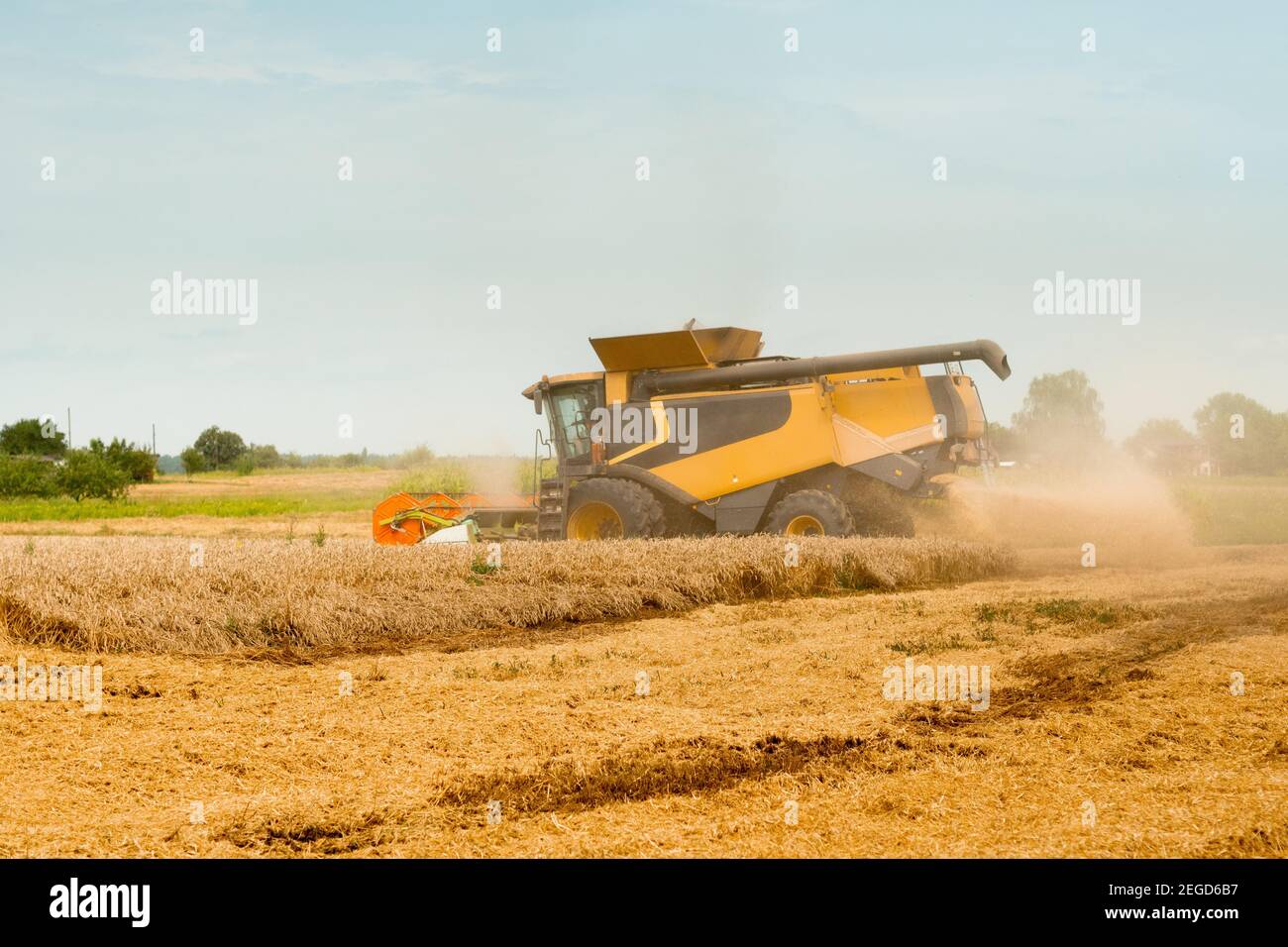 Wheat harvesting on field in summer season. Wide chaff spreading by combine harvester with rotor separation. Process of gathering crop by agricultural Stock Photo