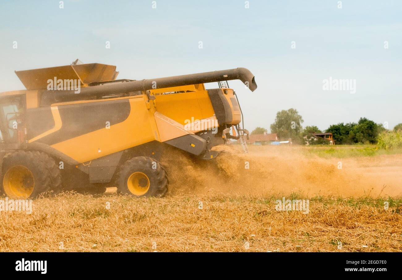 Wheat harvesting on field in summer season. Wide chaff spreading by