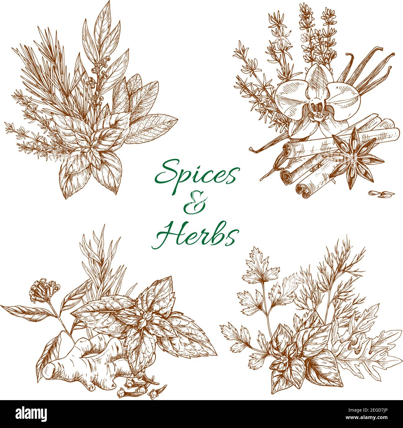 Flavorings and spices Stock Vector Images - Alamy