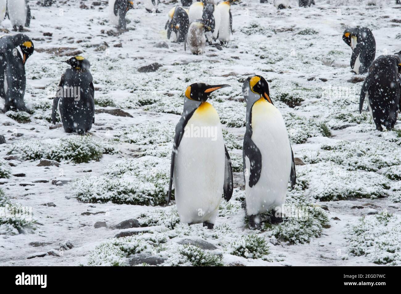 King Penguins, Aptenodytes patagonicus, St Anderws Bay South Georgia Antarctica Stock Photo