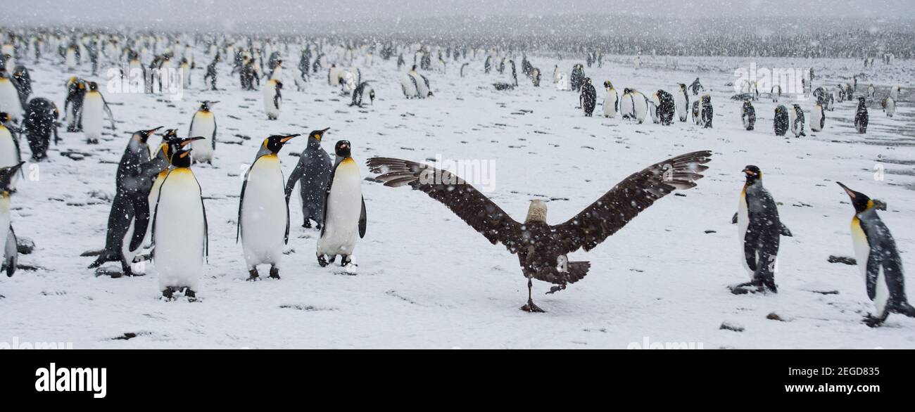 King Penguins, Aptenodytes patagonicus, St Anderws Bay South Georgia Antarctica Stock Photo