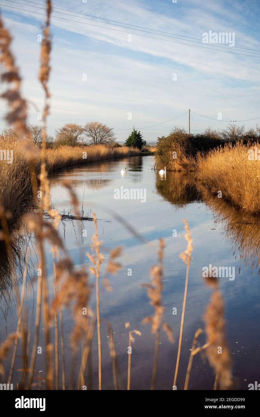 Stagnant irrigation water hires stock photography and images Alamy