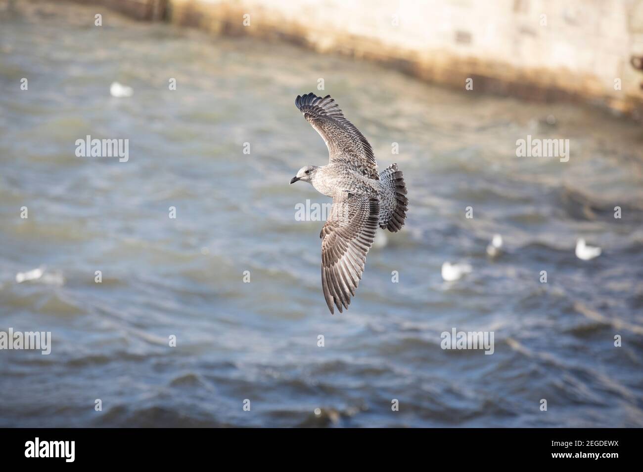 Seagull population of Margate in Kent England UK Stock Photo