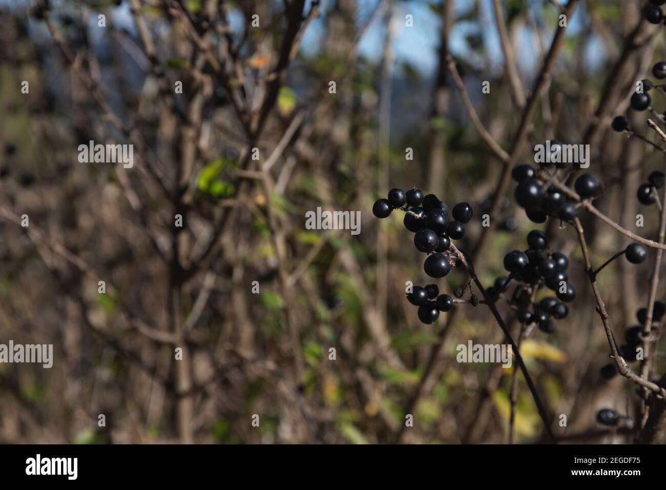 Food berry. Bird cherry a small cherry tree or wild bush, with bitter black fruits that are eaten by birds. Outside park on a sunny day in nature Stock Photo