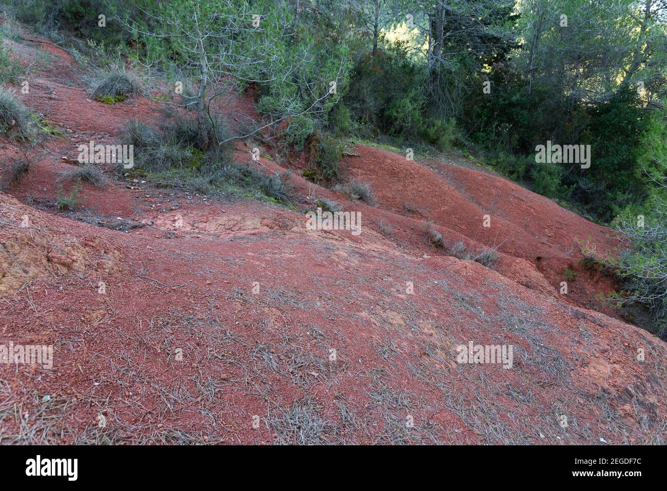 Red clay like soil, very fertile soil for planting, red dirt and forest. Landscape in the woods Stock Photo