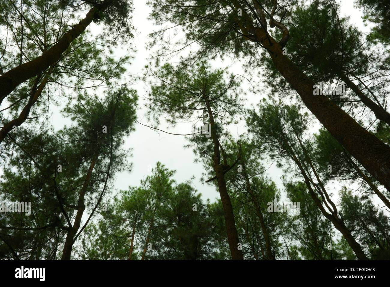Low angle shot of tall trees with green vegetation in a forest Stock ...