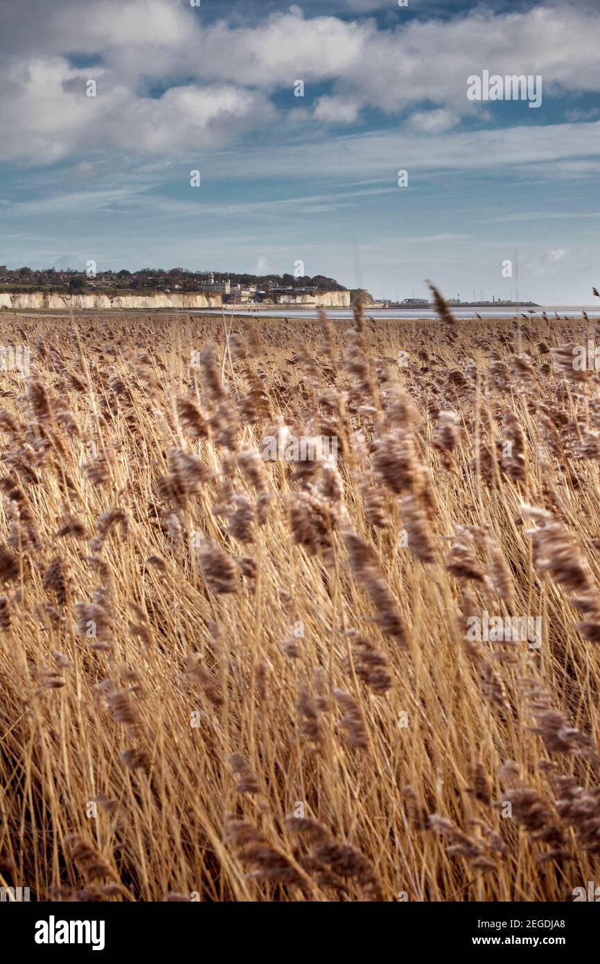 Portrait image of brown grass at Pegwell Bay nature reserve, Kent, England. Stock Photo