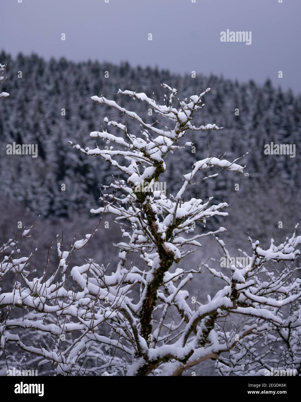 Closeup shot frosted tree hi-res stock photography and images - Alamy