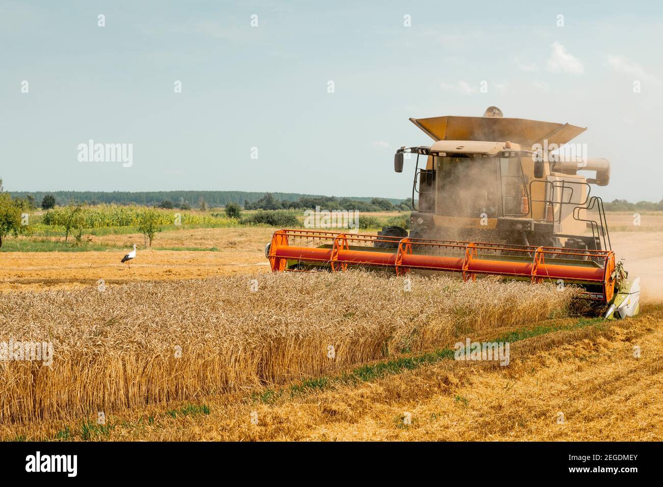 Rotary straw walker cut and threshes ripe wheat grain. Combine