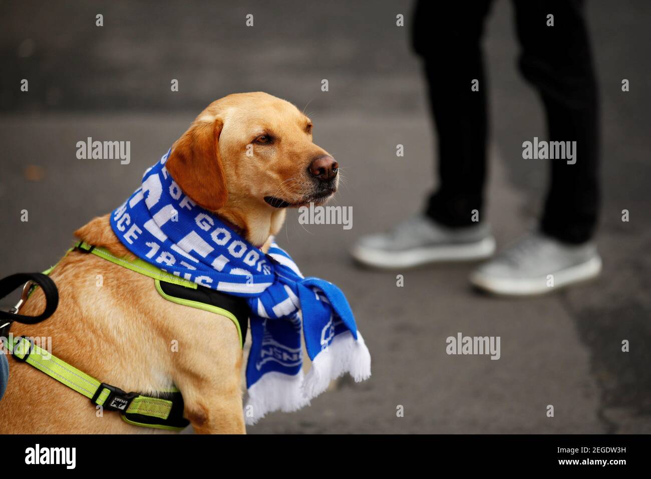 Soccer Football - Premier League - Everton v West Ham United - Goodison  Park, Liverpool, Britain - September 16, 2018 General view of a dog wearing  an Everton scarf outside the stadium