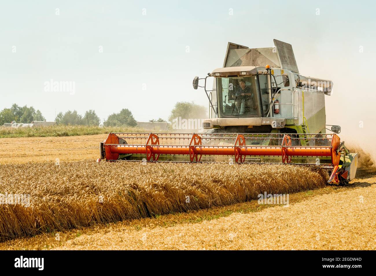 Rotary straw walker cut and threshes ripe wheat grain. Man in combine